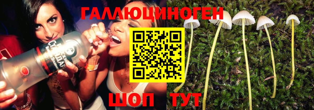 Дзержинск  Псилоцибиновые грибы Cubensis  Вход с VPN 